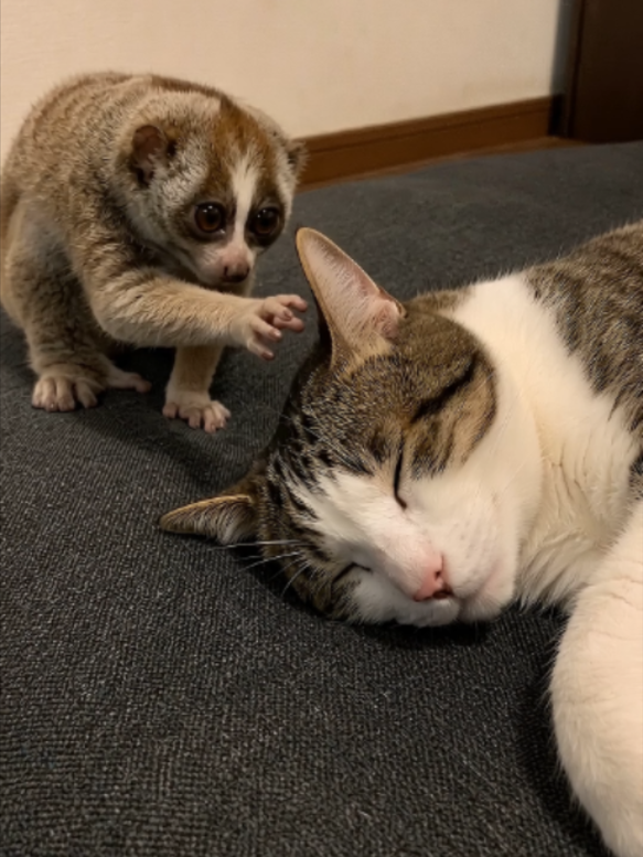 @とことこ
