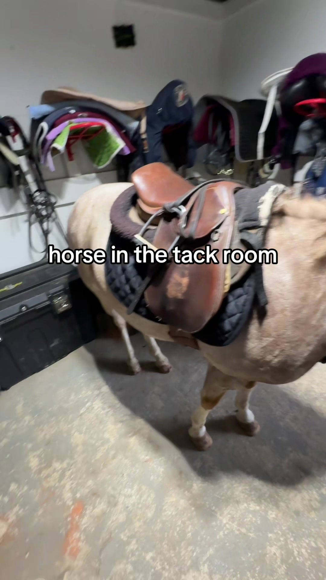 @caitlin folliard🤎🐴