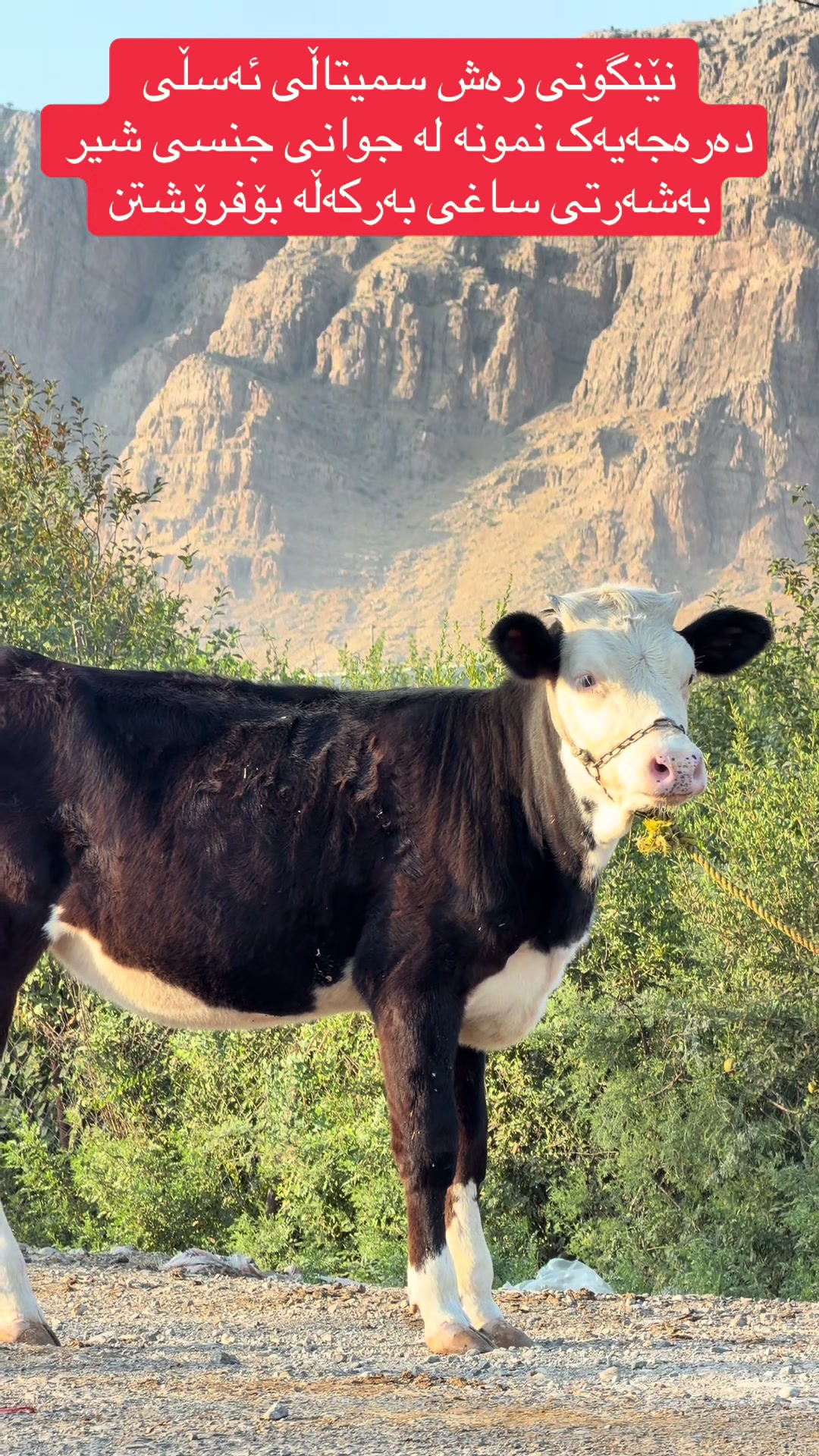 @مەیدانی ئاژەڵانی محمد 🐄🐂