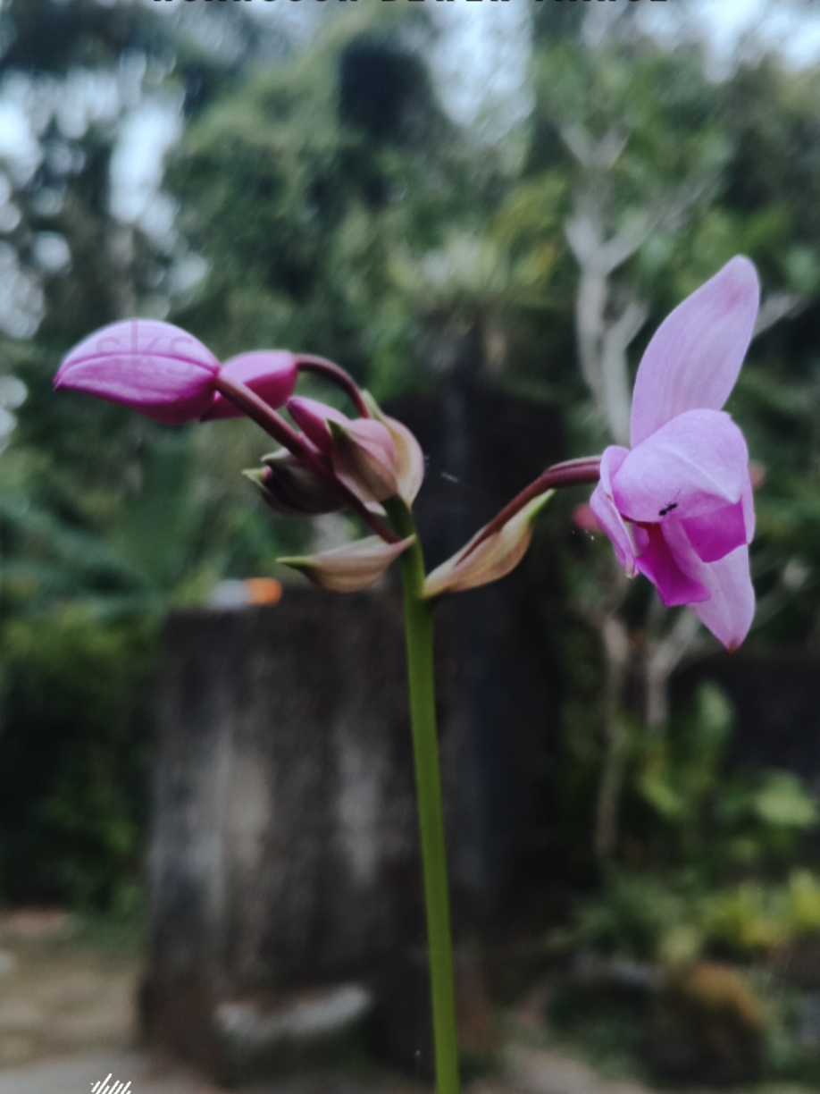 @Seriaba Kibul Sangkur