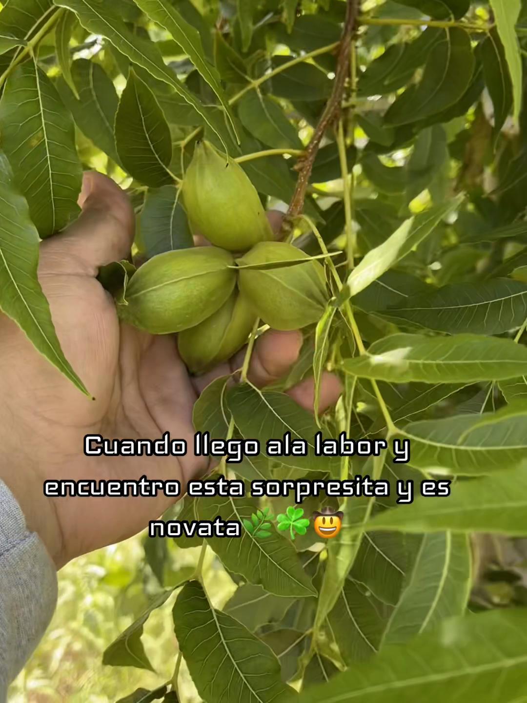 @alfonsogoytia