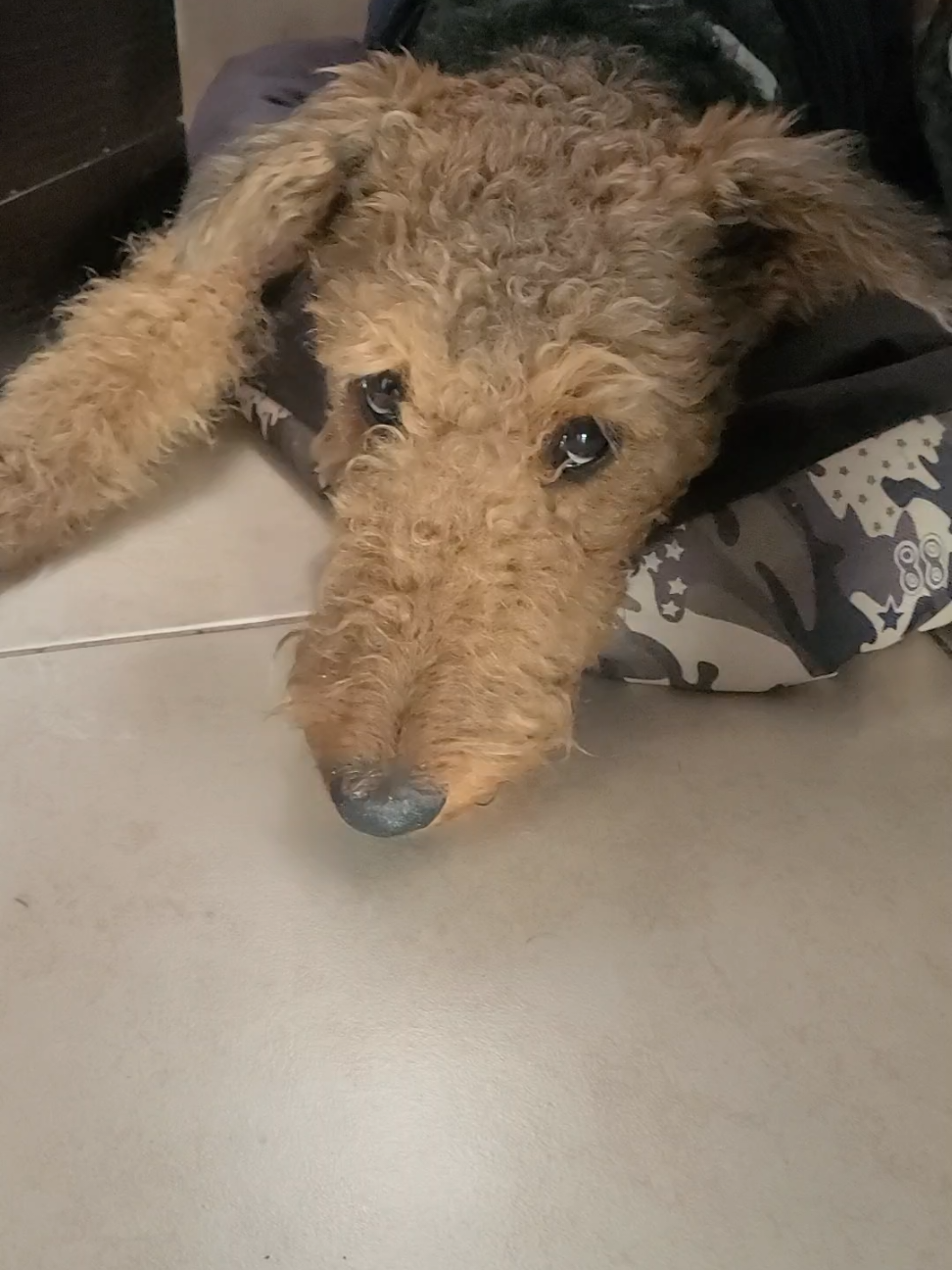 @Trufa Y M&aacute;ximo🐾Airedales