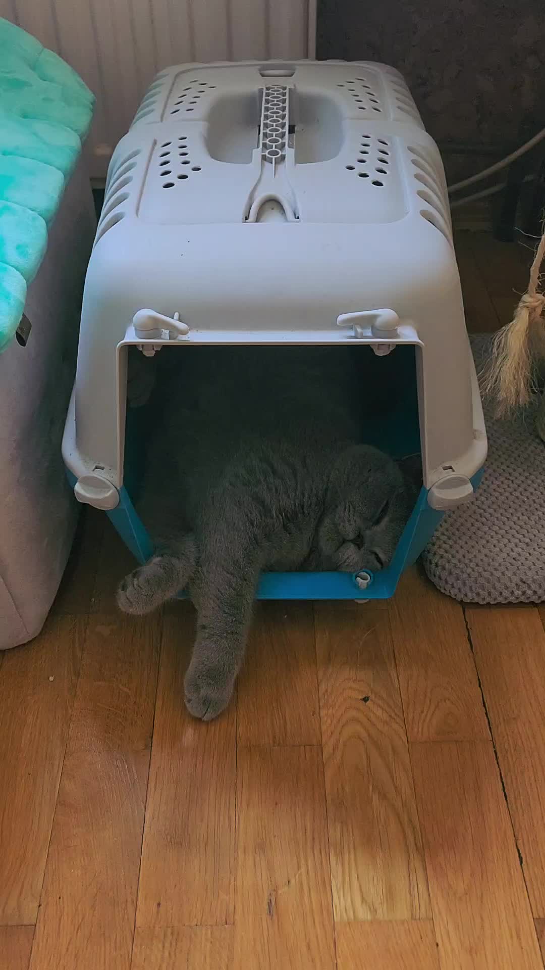 @bluemoonthecat