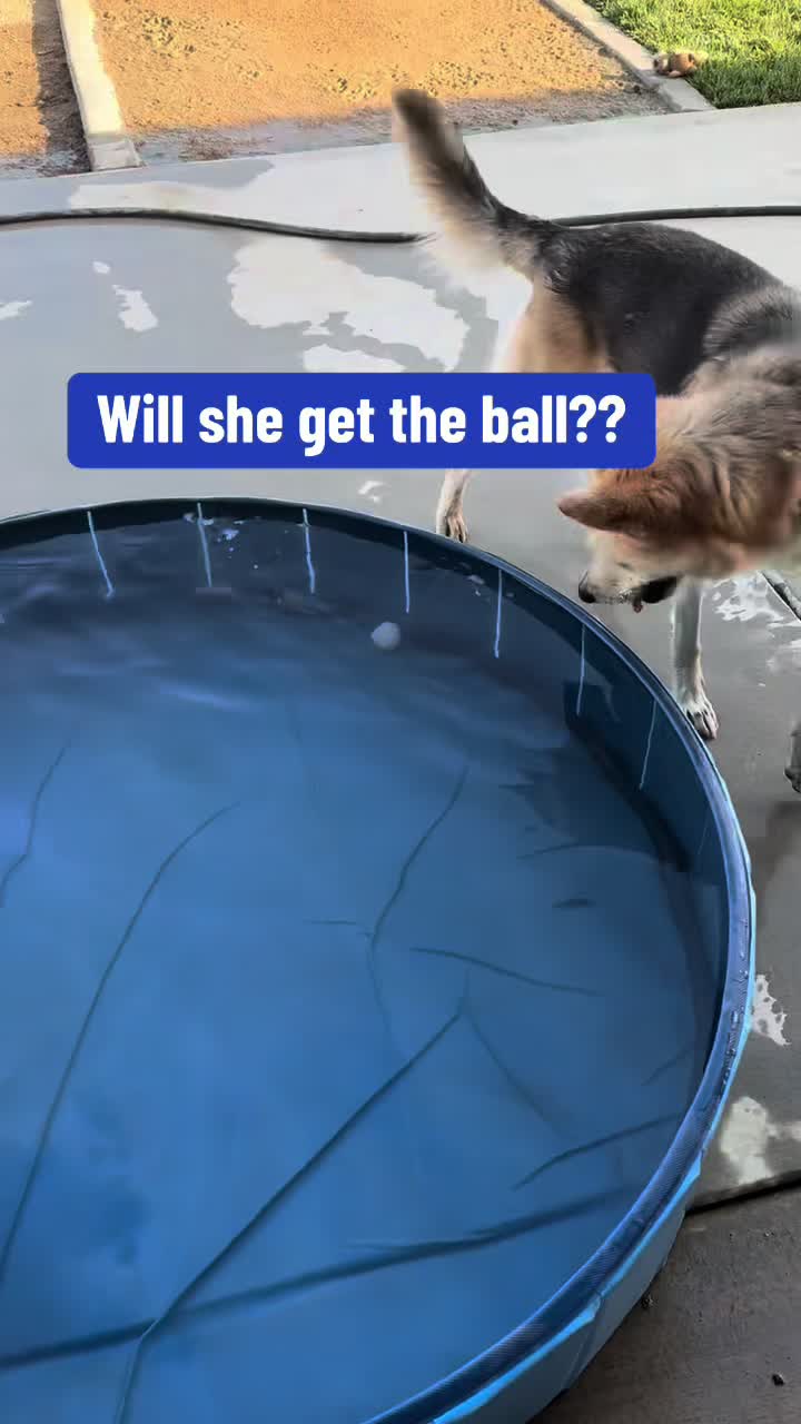 @boyanddogmommy