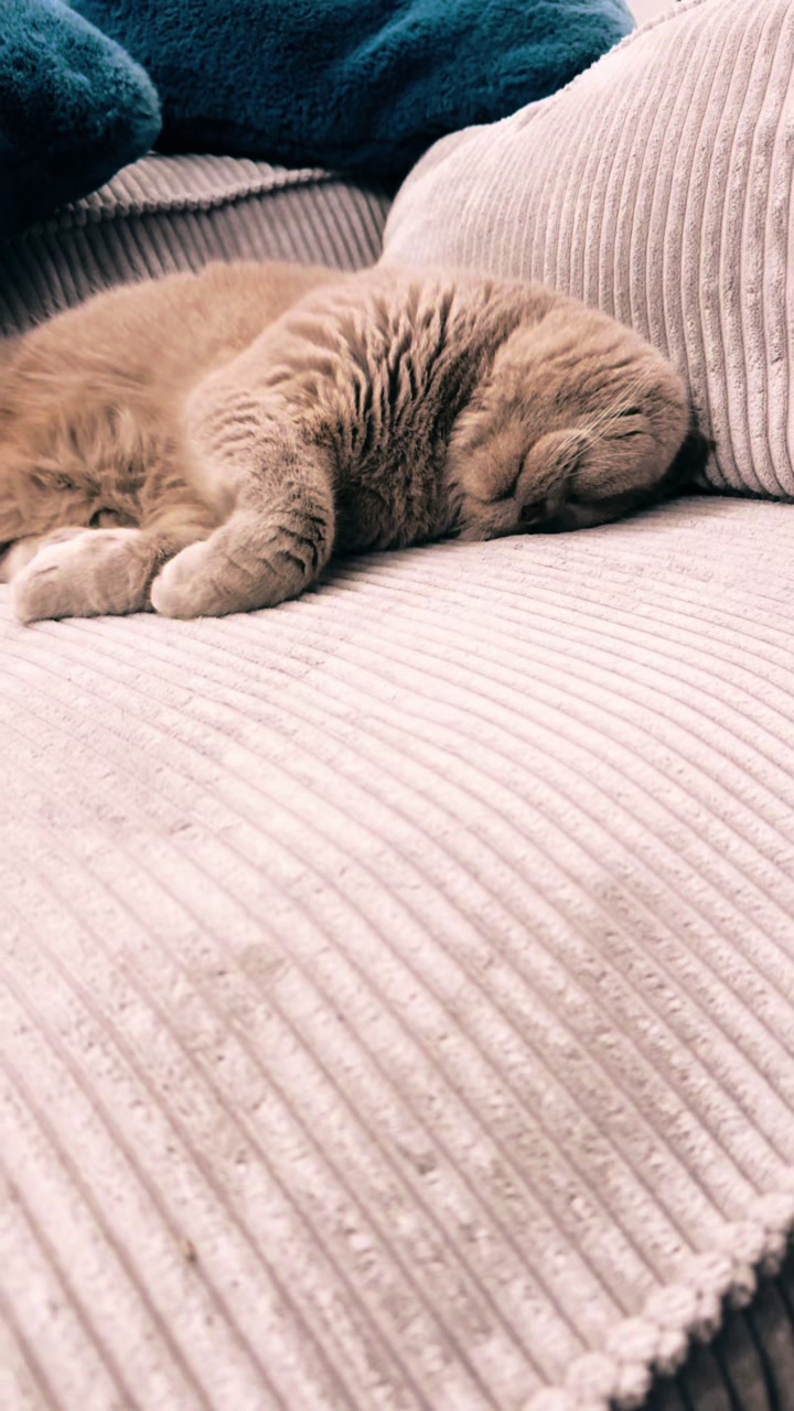 @DodoTheCat 😻