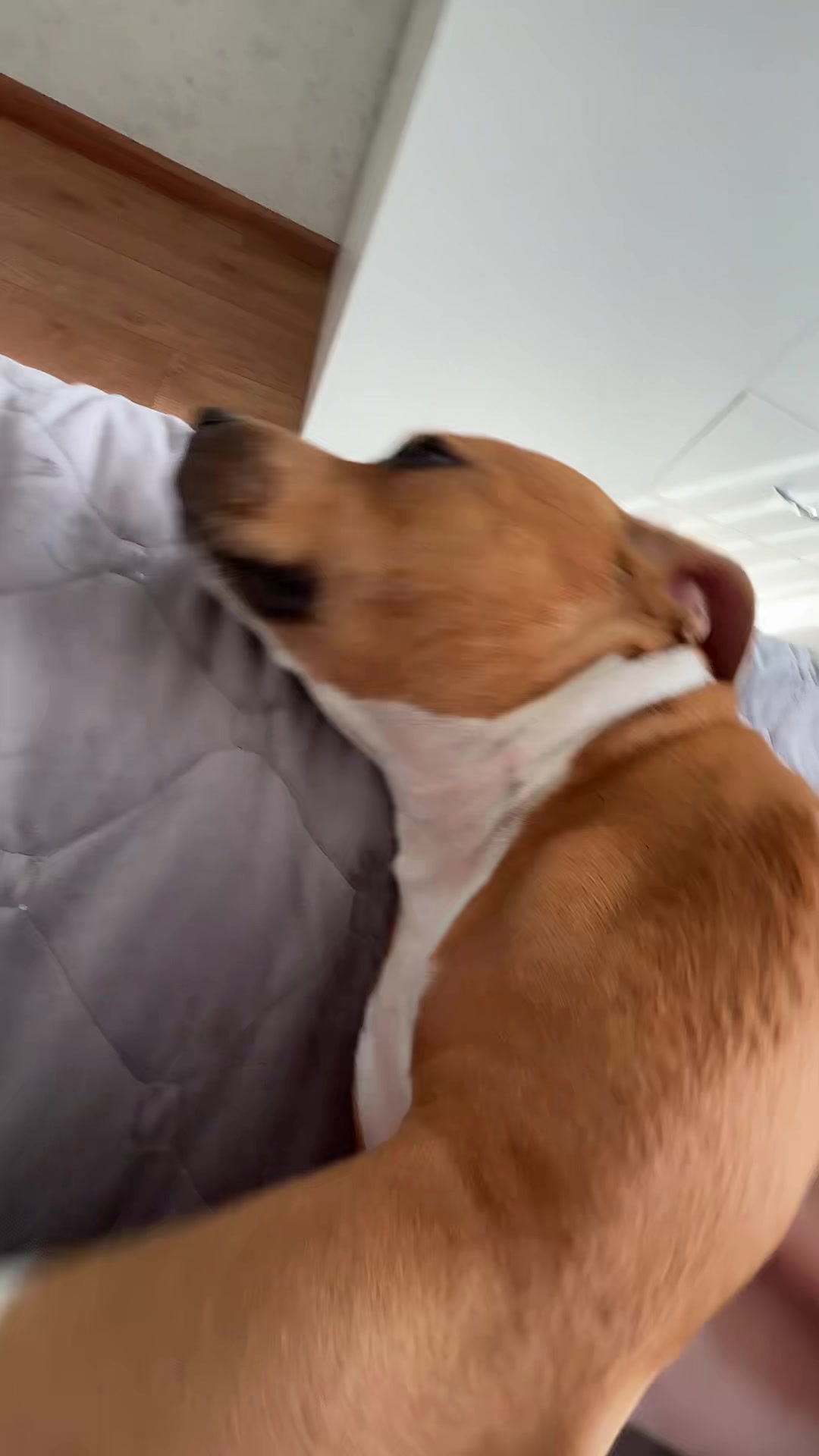 @Eva🐾Mira