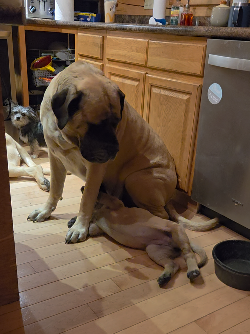 @Maple Mastiffs