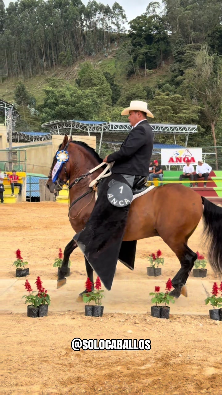 @Solo Caballos