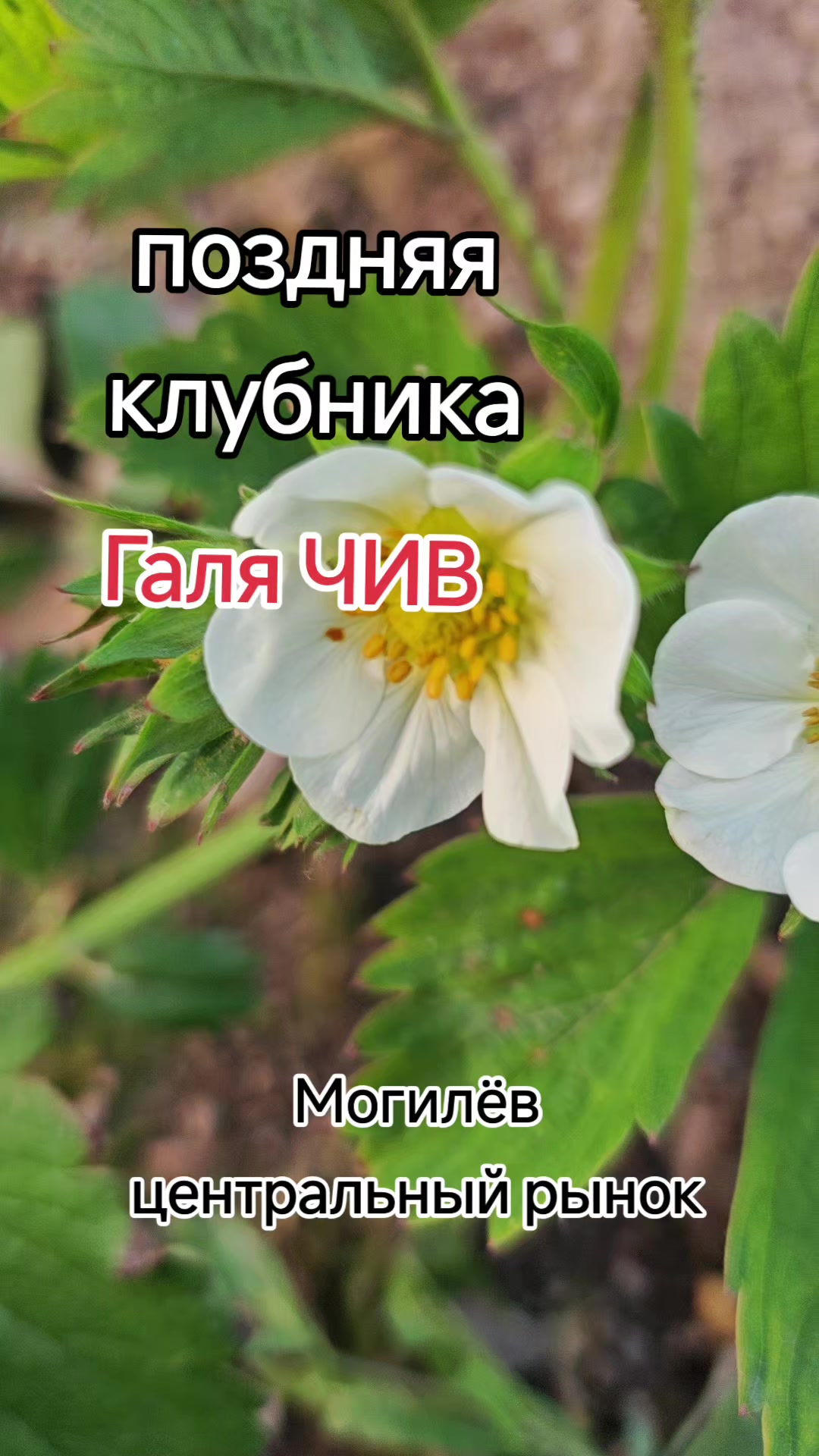 @Картофель Могилёв