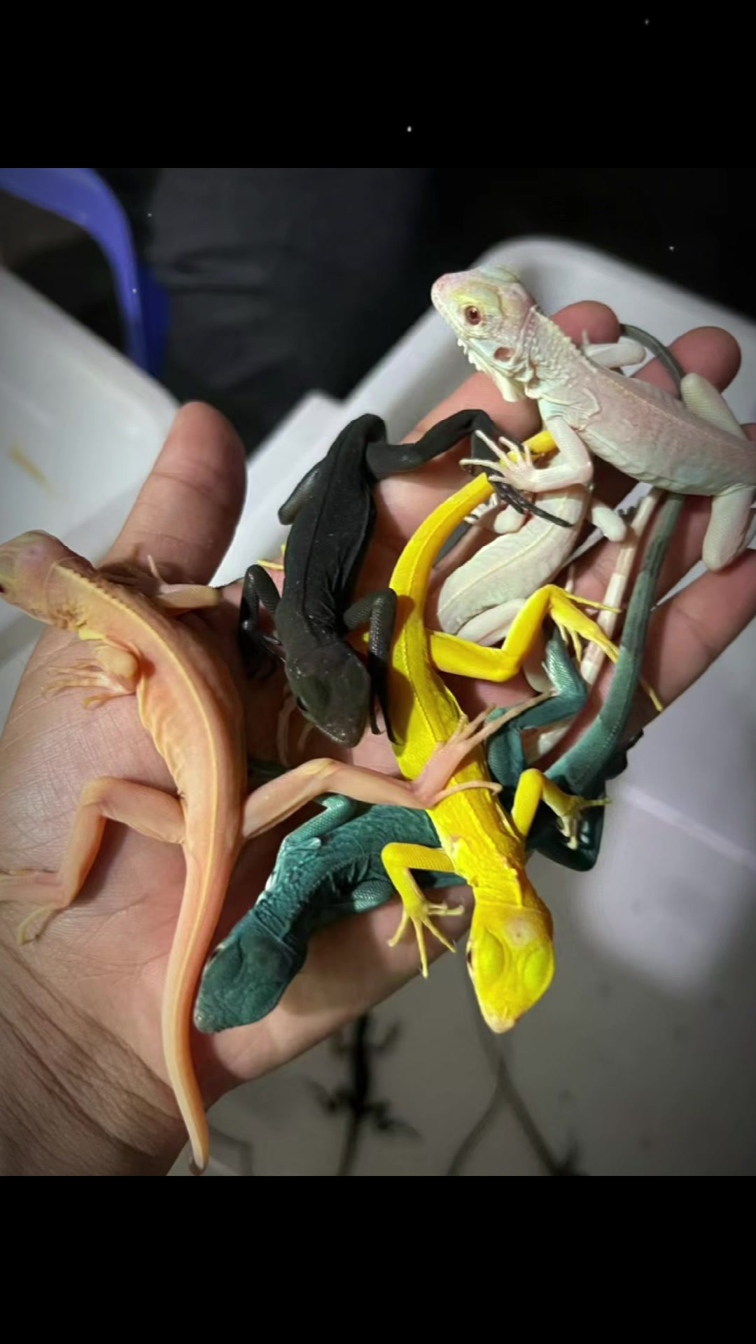 @網上看魚