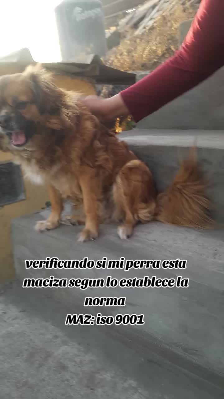 @DOMINIK