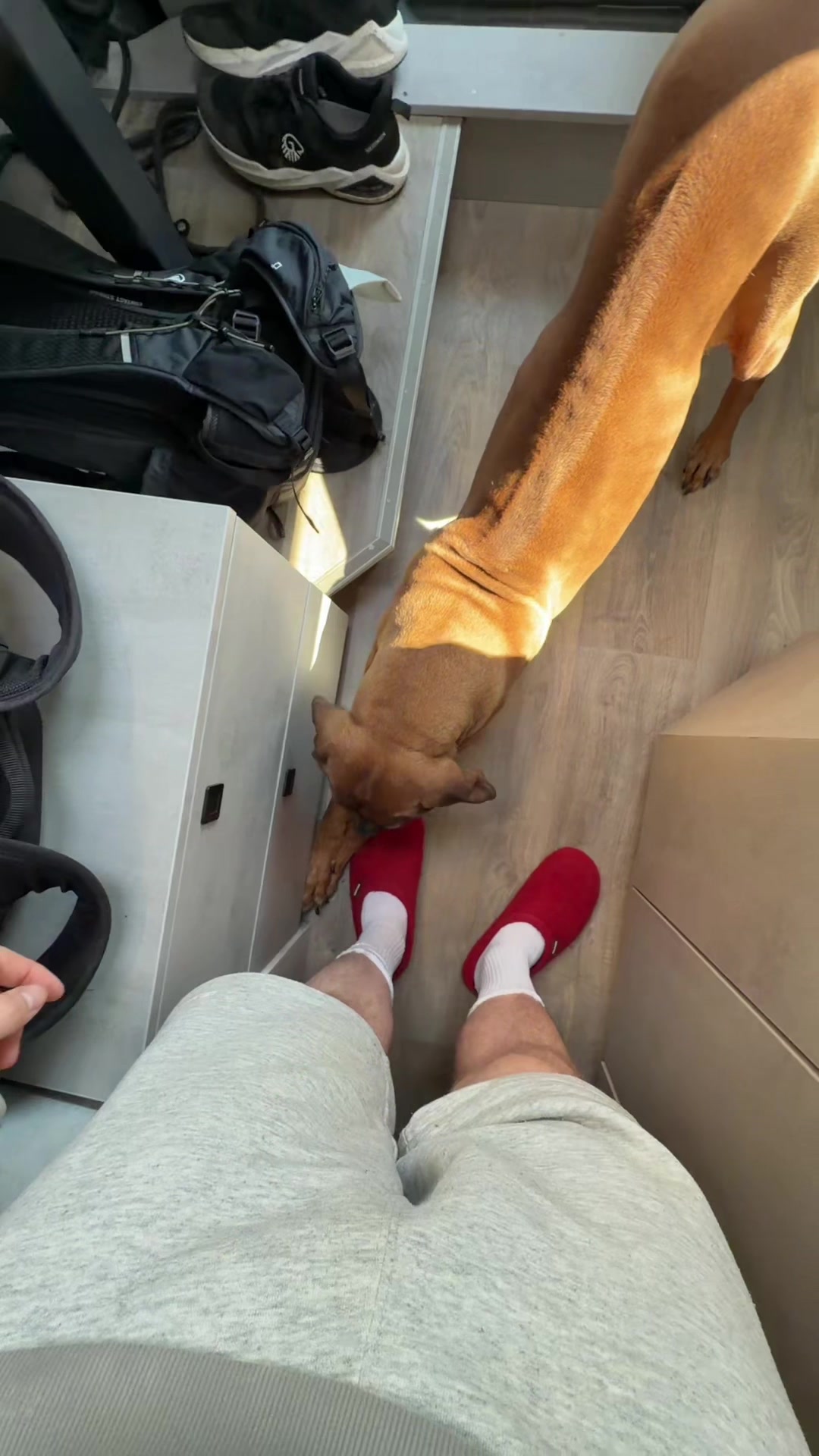 @Ridgeback Diaries