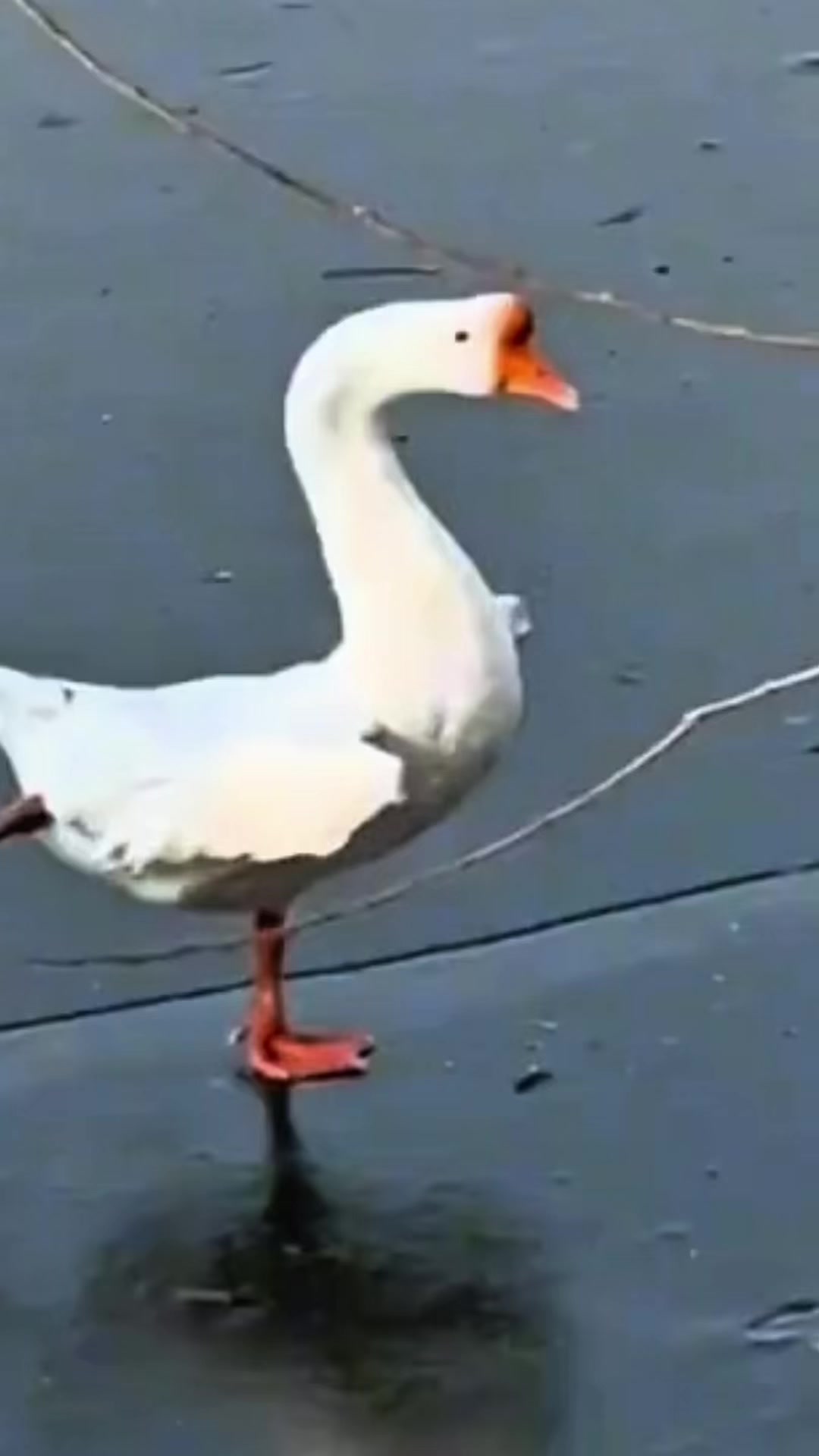 @𝐀𝐃𝐈𝐏𝐀𝐓𝐈 𝐘𝐔𝐑𝐈 &sup1;&sup3;