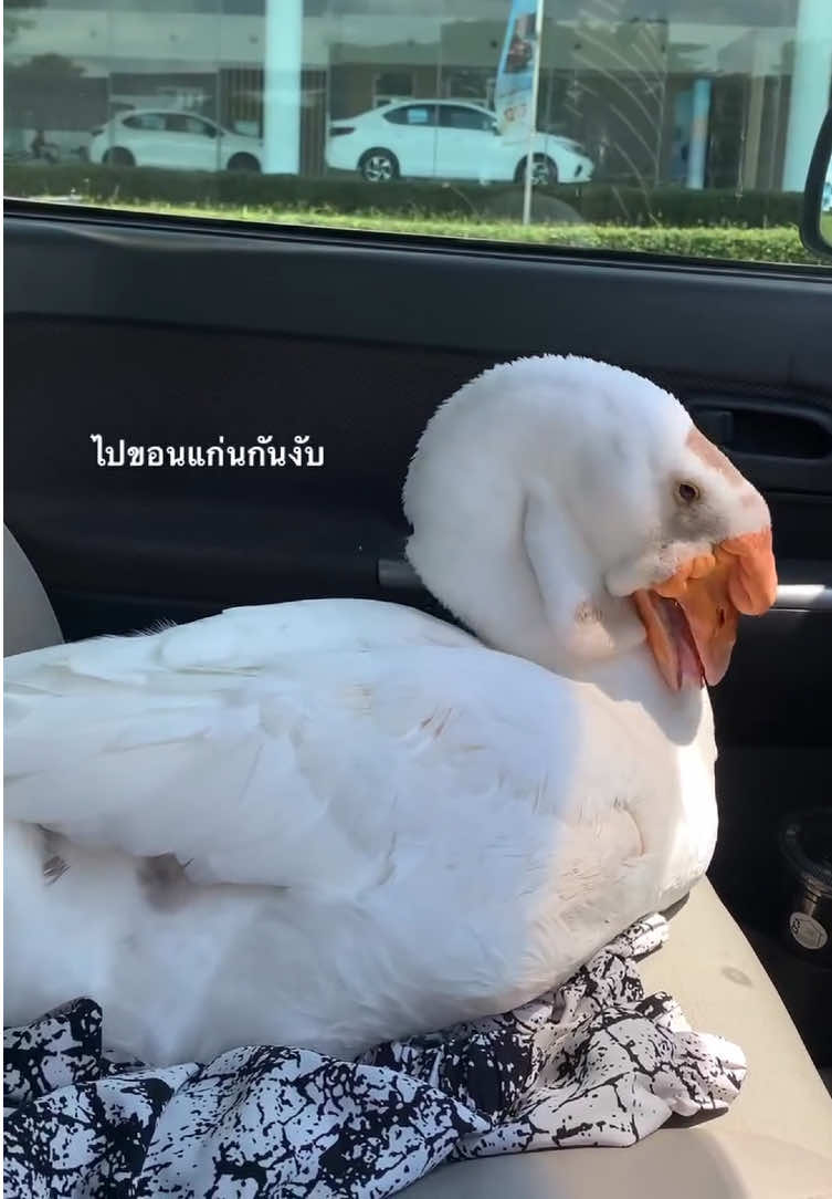 @แงซายลูกชายป๊าแพท