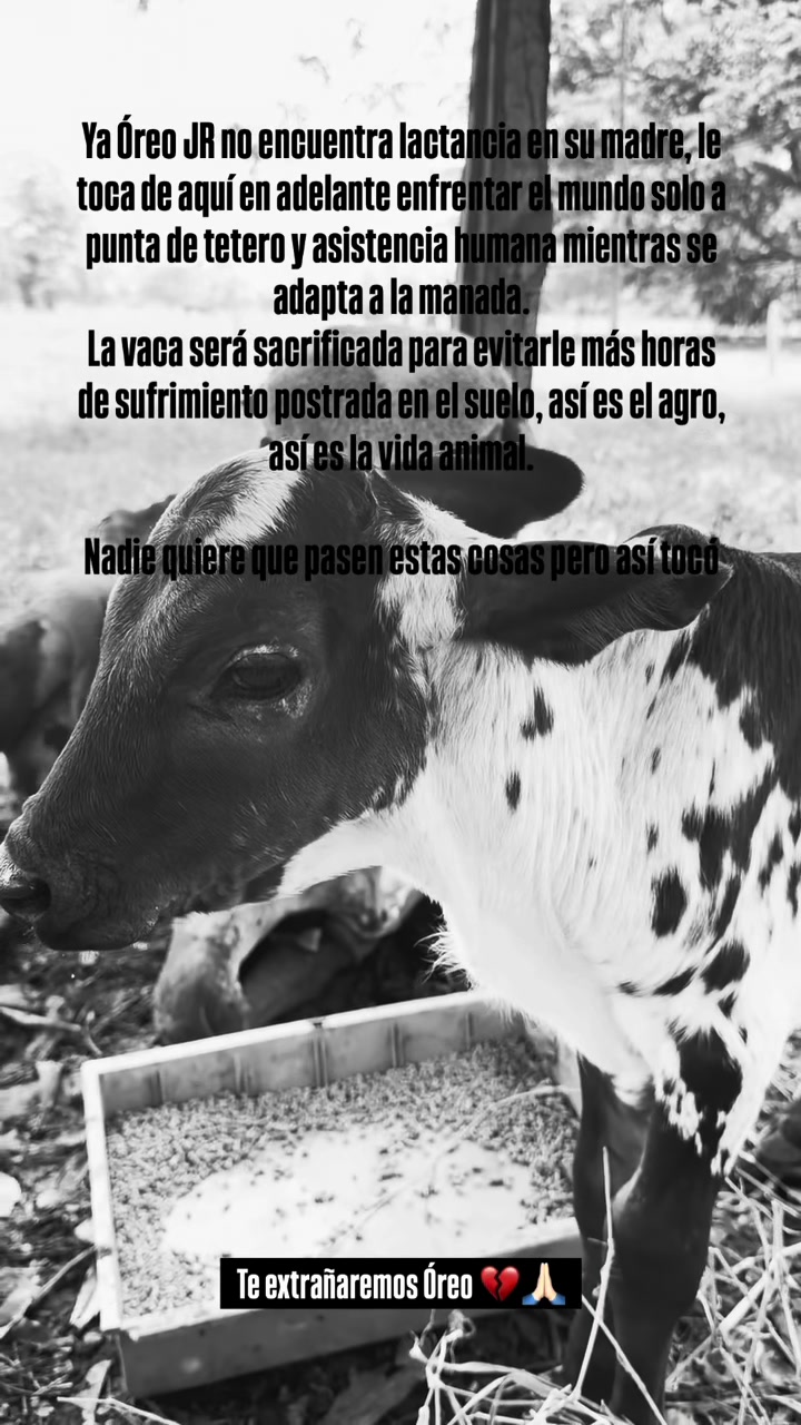 @CHAVAL.TV