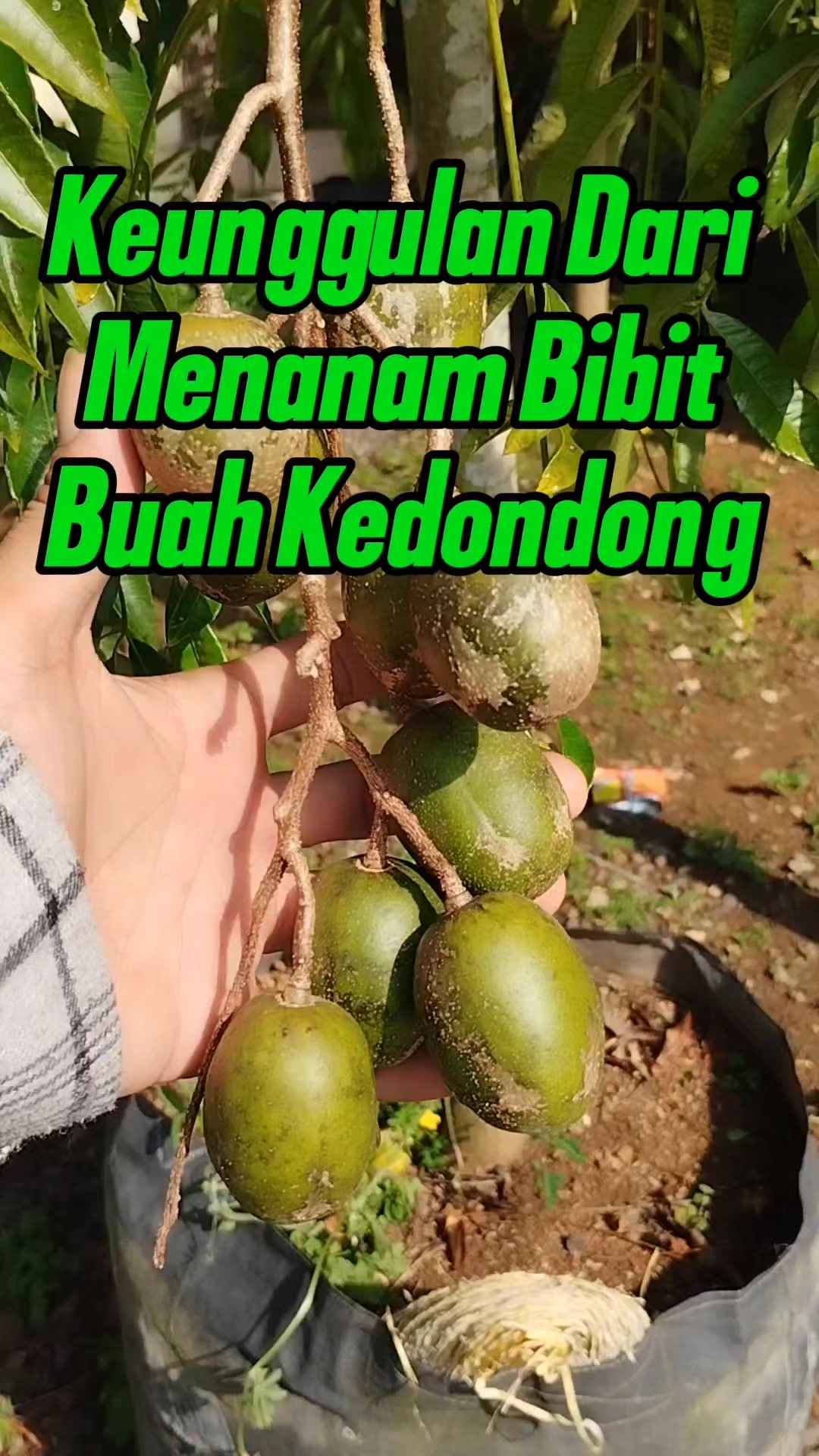 @Bukit Farming