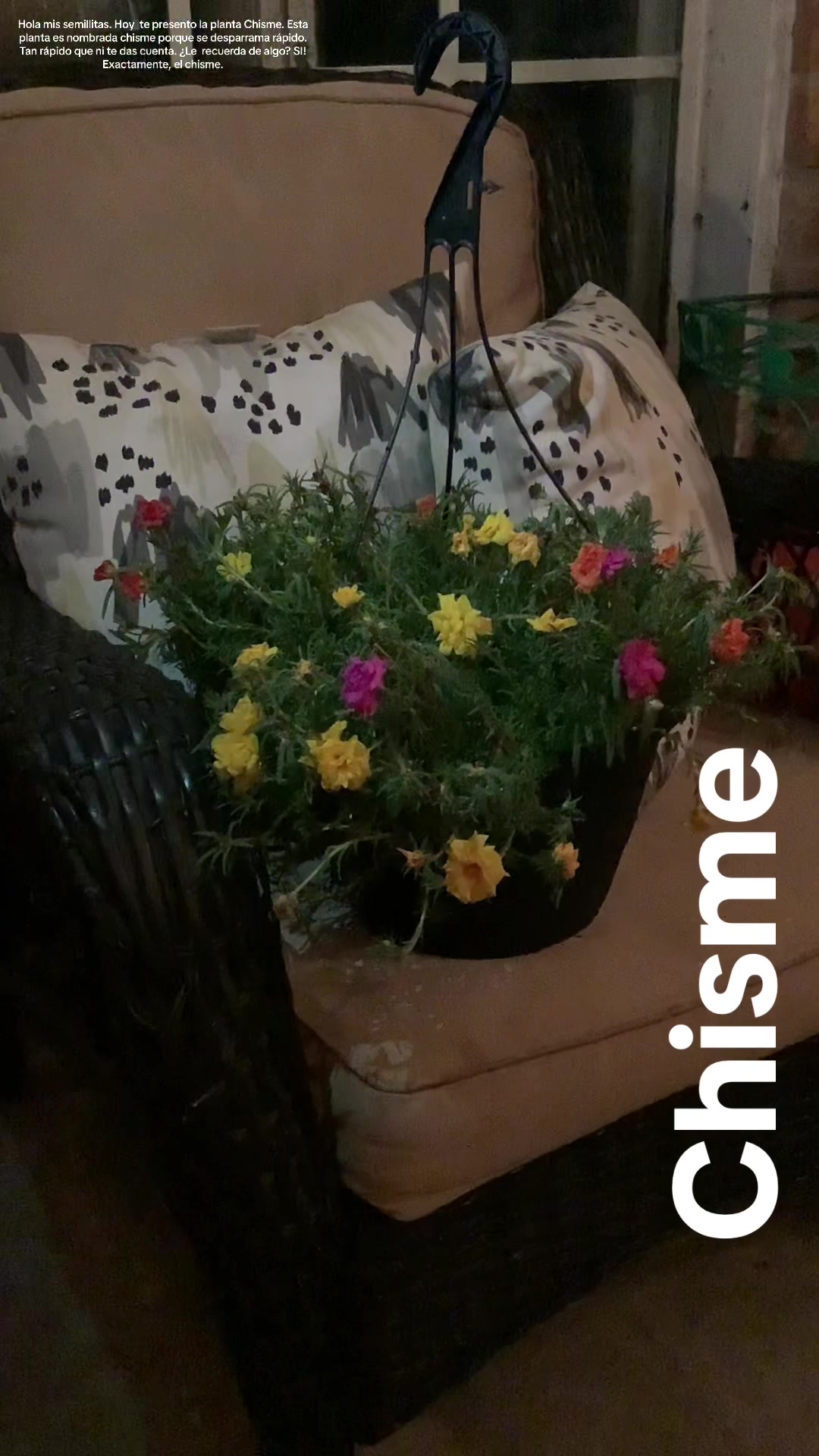 @Rosa Mata Flores