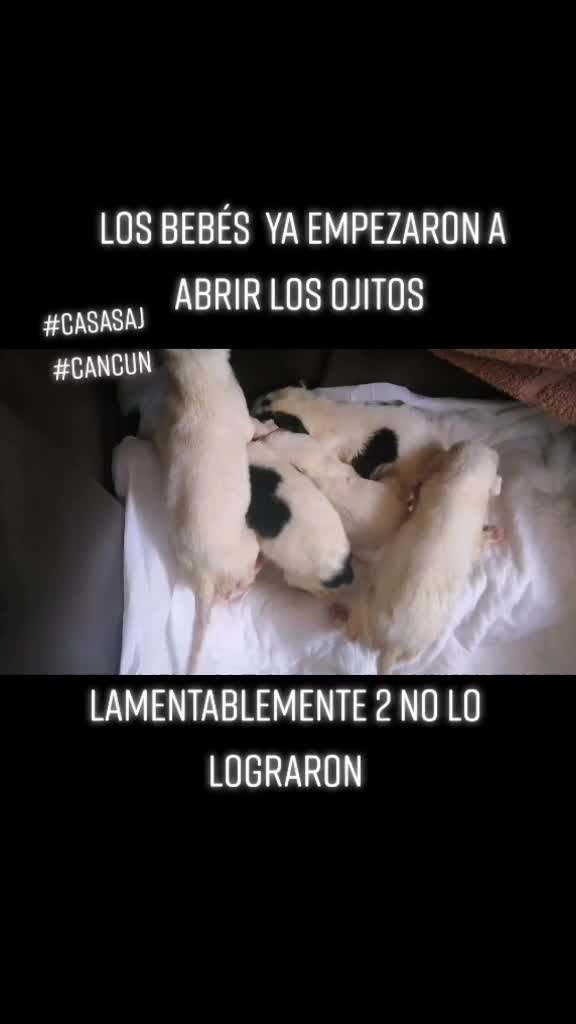 @CasaSAJ