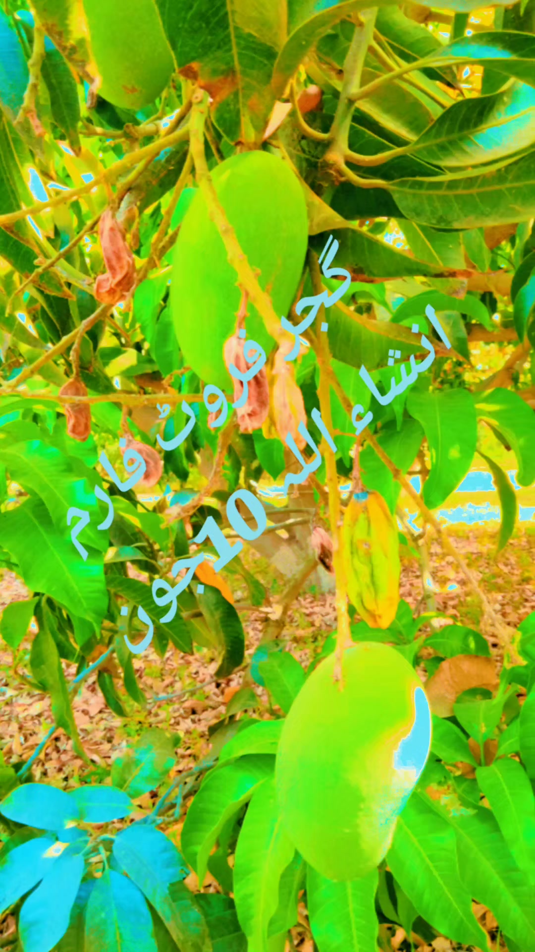 @عمران گجر