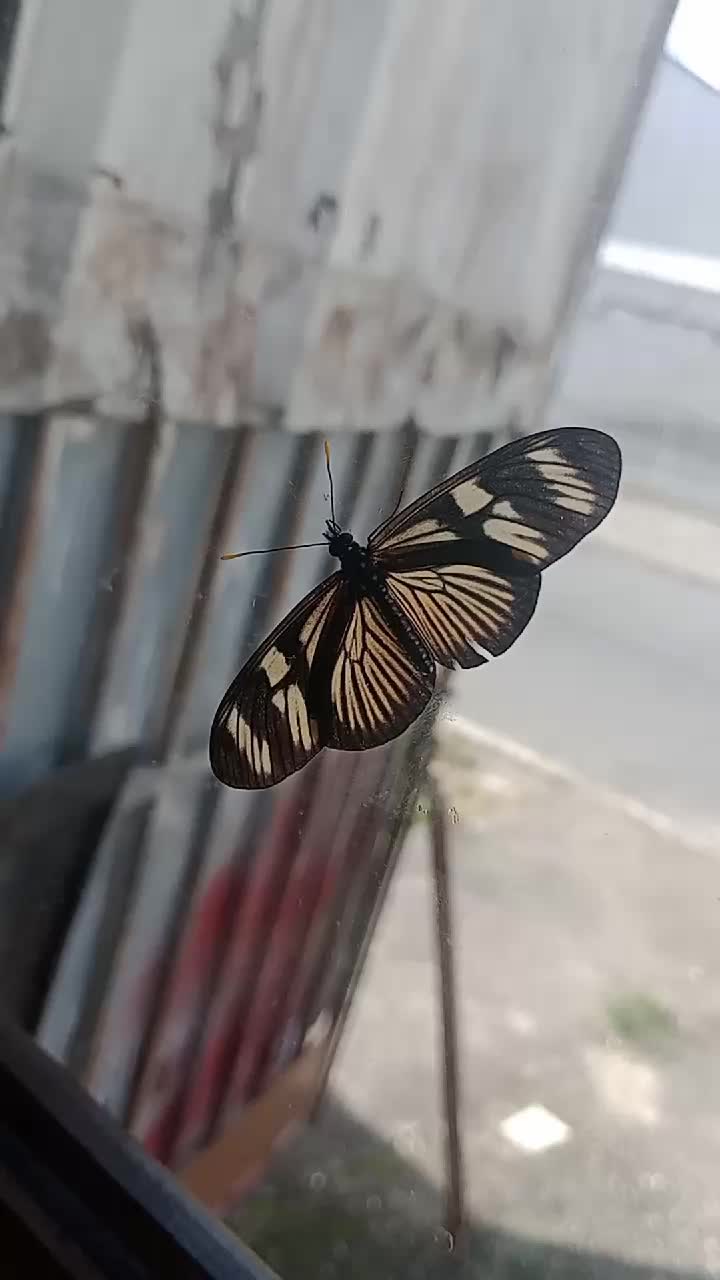@Pr&iacute;ncipe da Sucata