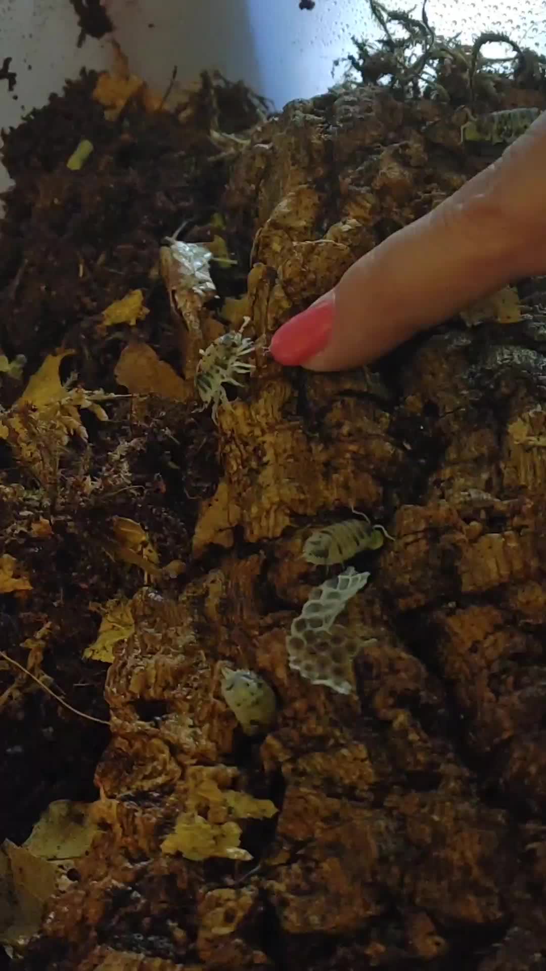 @WIreptiles