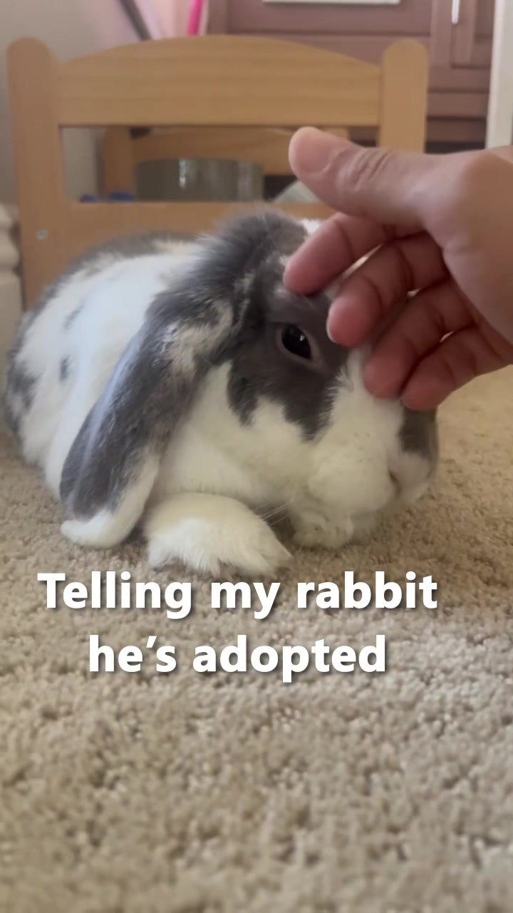 @Bini the Bunny