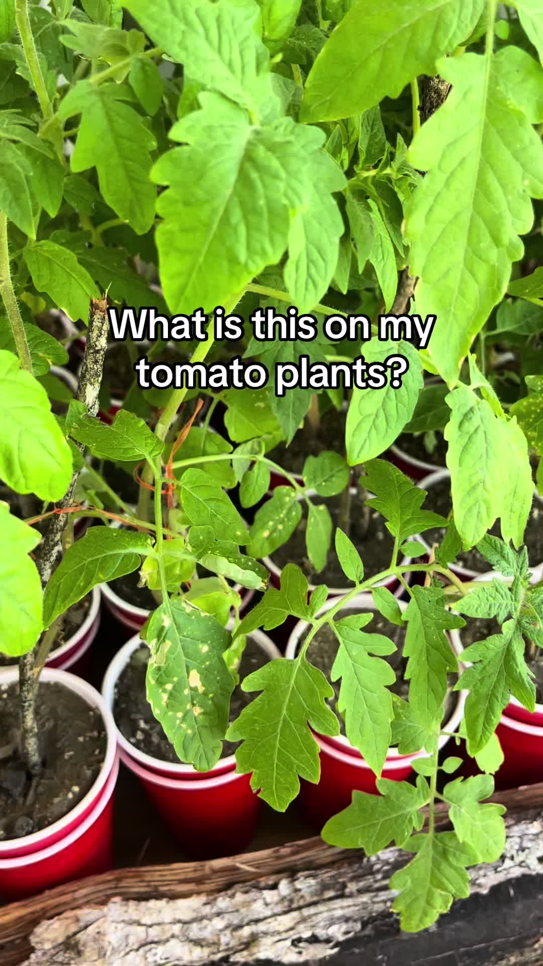 @probablyoverwatering