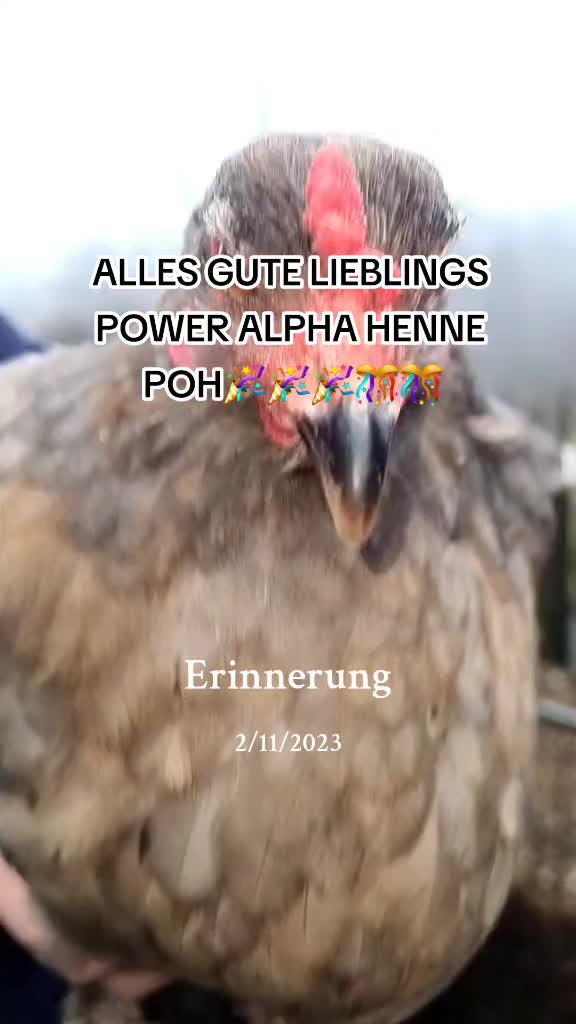 @der hühnermeister 🐓