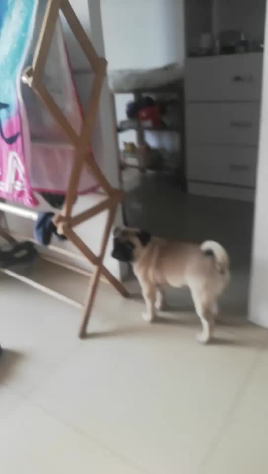 @Norka Elizabeth The Pug