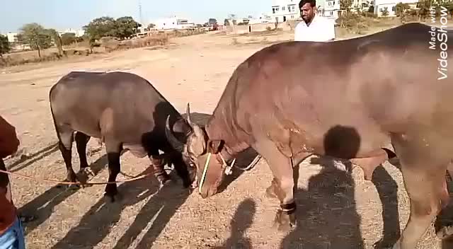 @Mukarm Khan