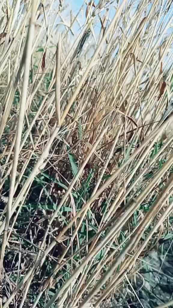 @विवेक शिंदे