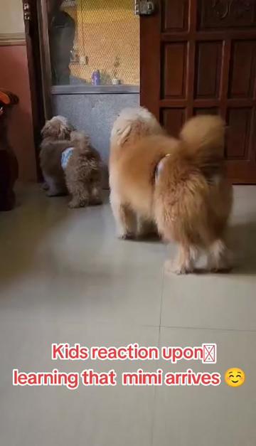 @Furmama
