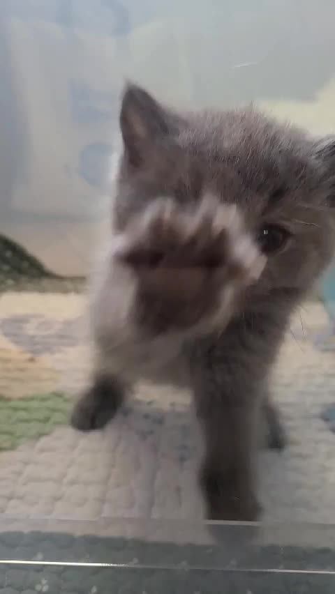 @고양이❤️하모니캣❤️