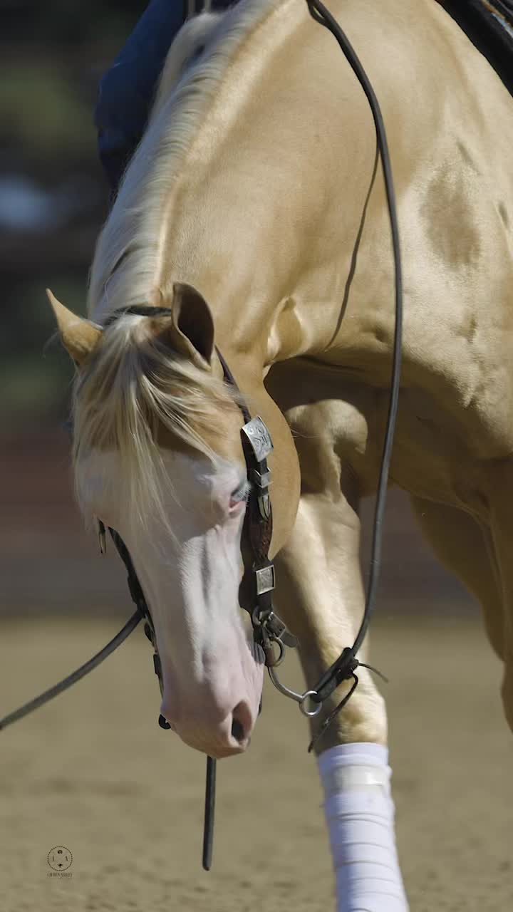 @Larson Performance Horses