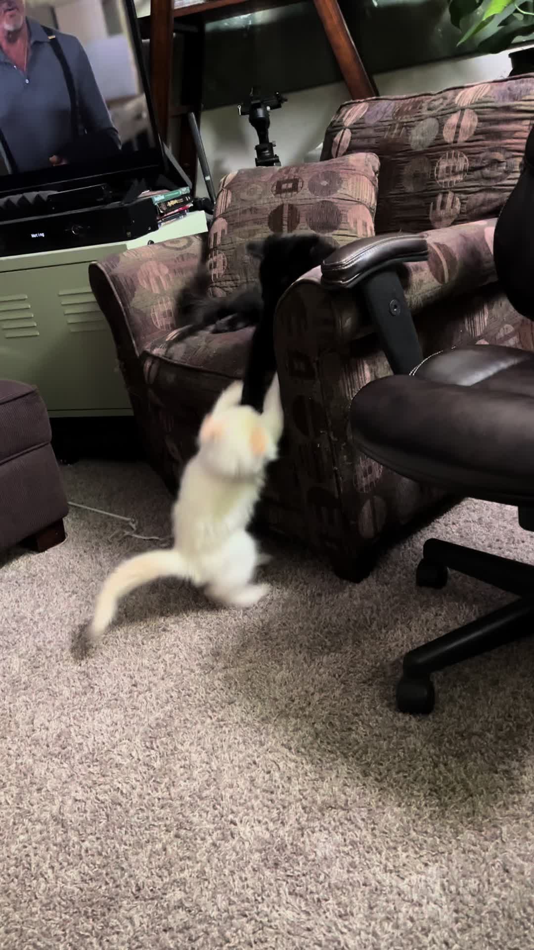 @sugarbottomkittybutton