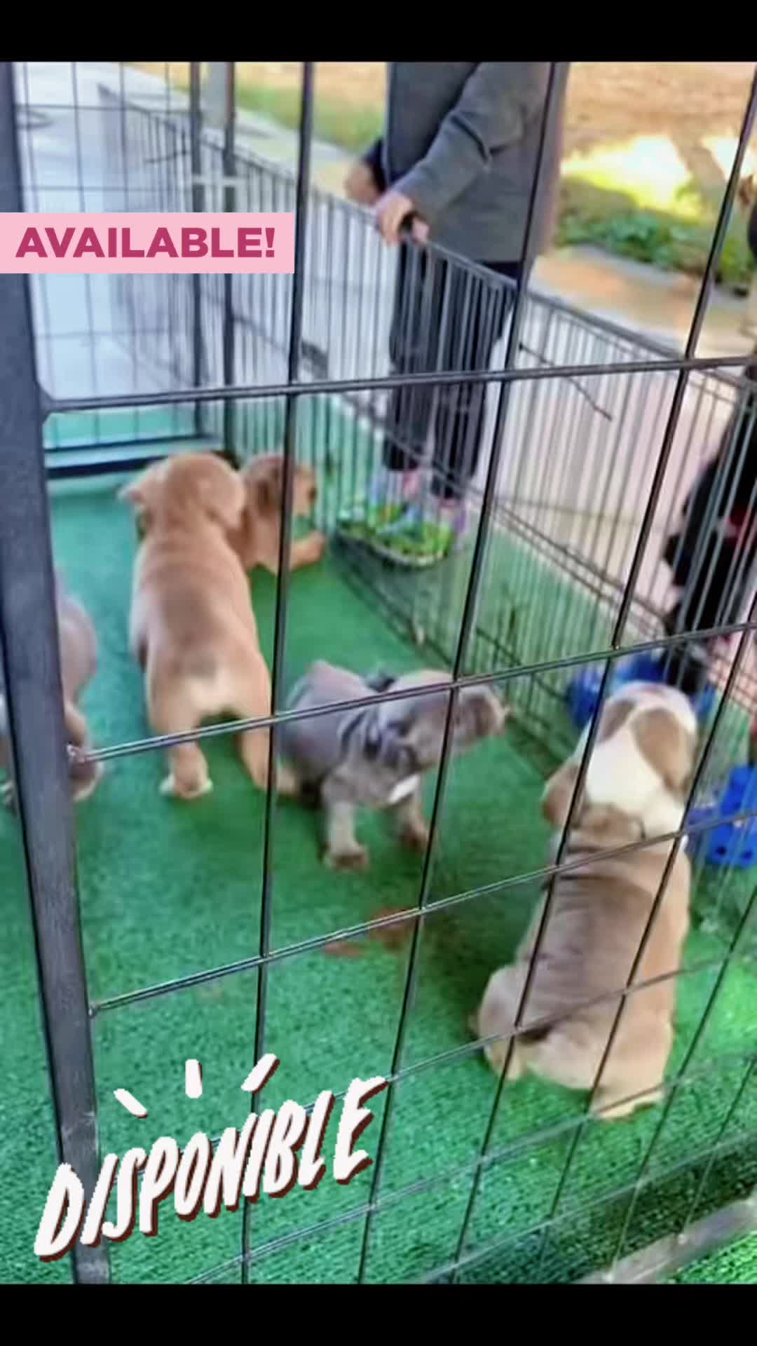 @maravilla_bulldogz