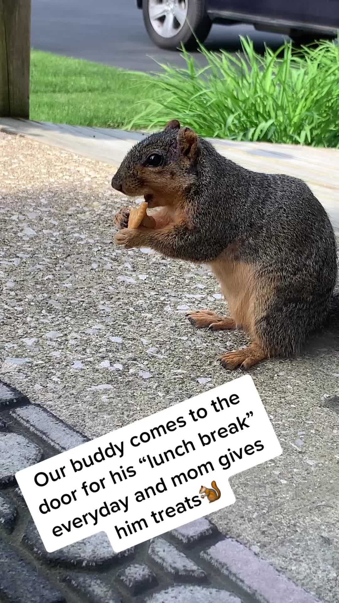 @IndyFurryFriends