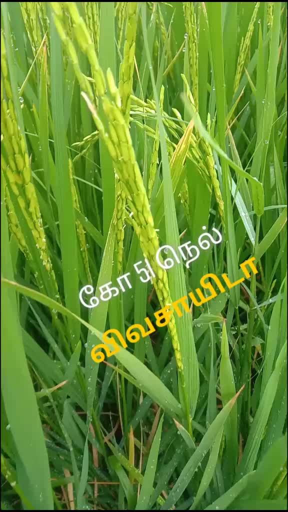 @பூபதிவிவசாயி D.EEE
