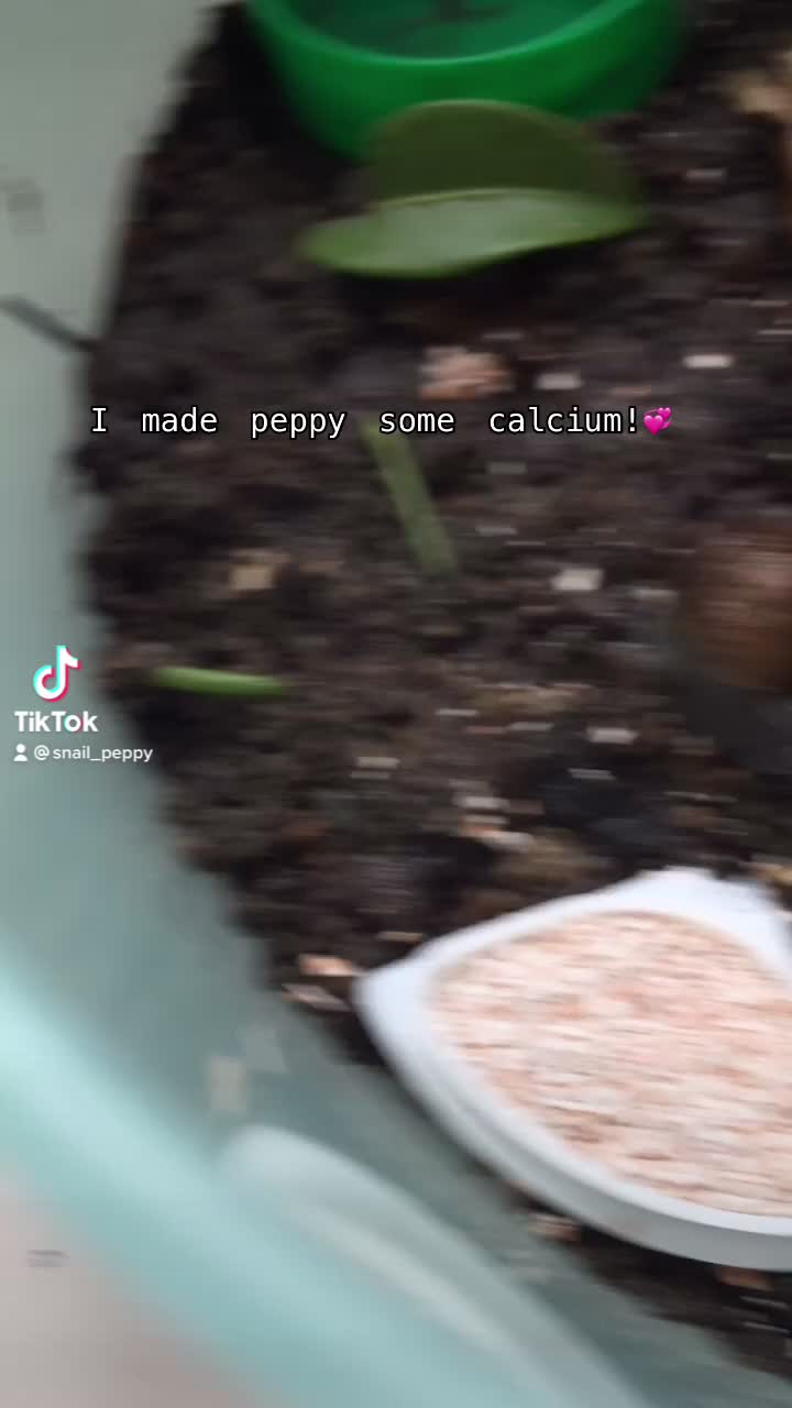 @Peppy the snail <3