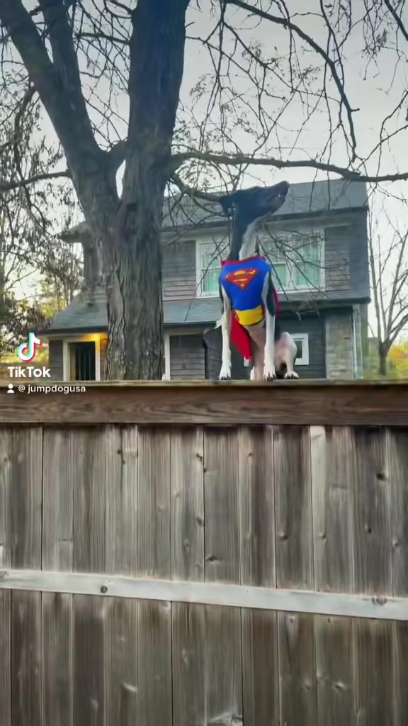 @Lexithejumpingdog