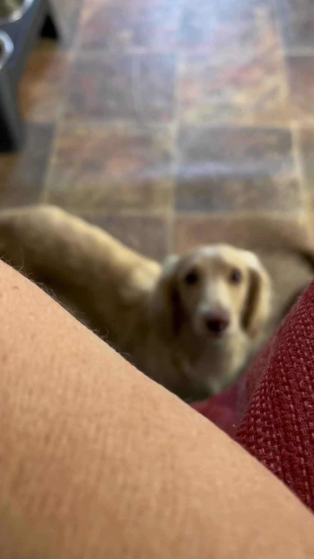 @Charisma Dachshunds