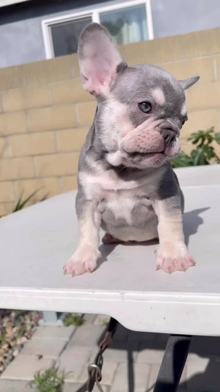 @Flatfacebullyz