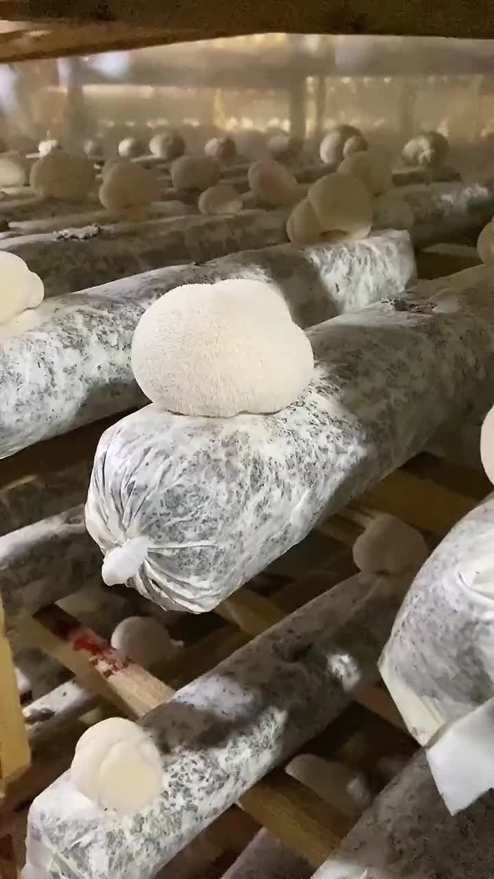 @satrisemushroom