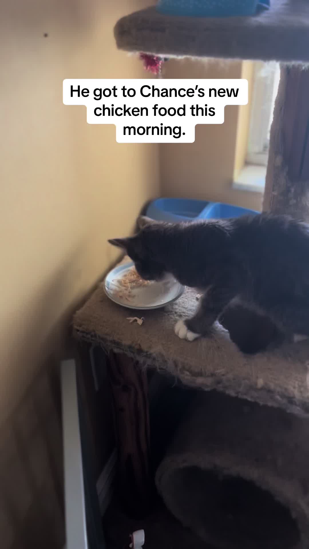 @roxyredcat