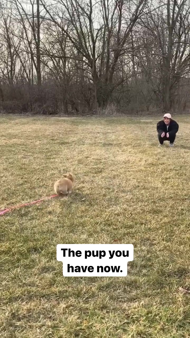 @Cosmo The Cute Corgi
