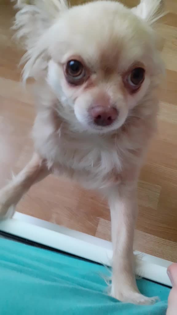 @sissi_dog