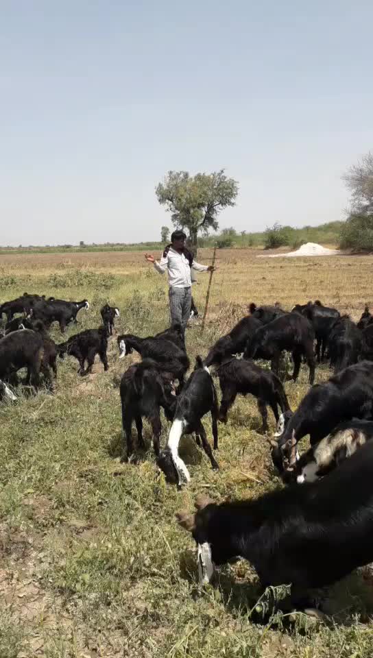 @પ્રભુભાઈ ભાડકા