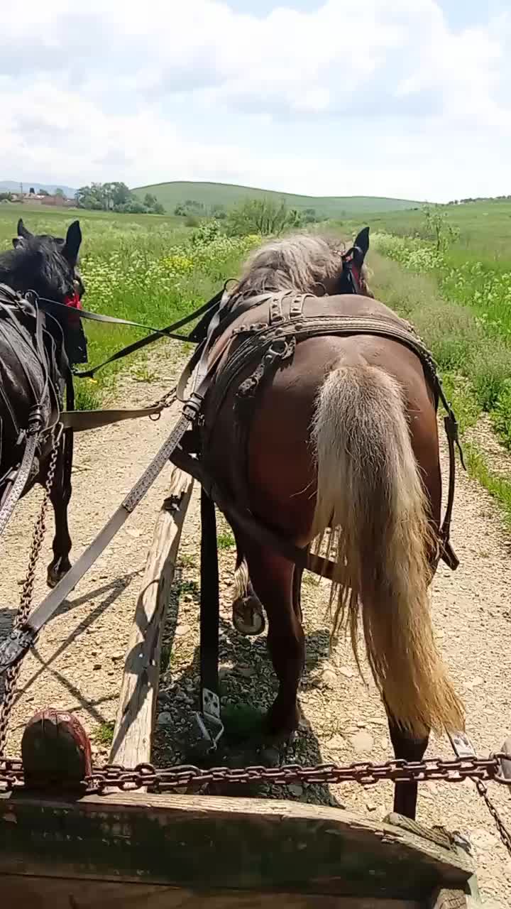 @Monika Tam&aacute;s219