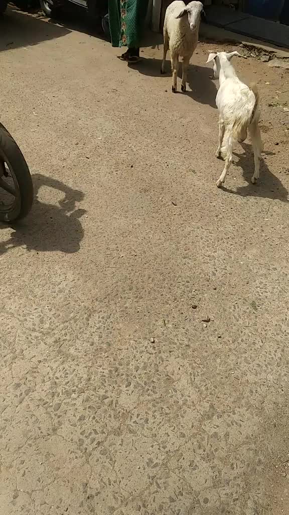 @riyasriyas16438