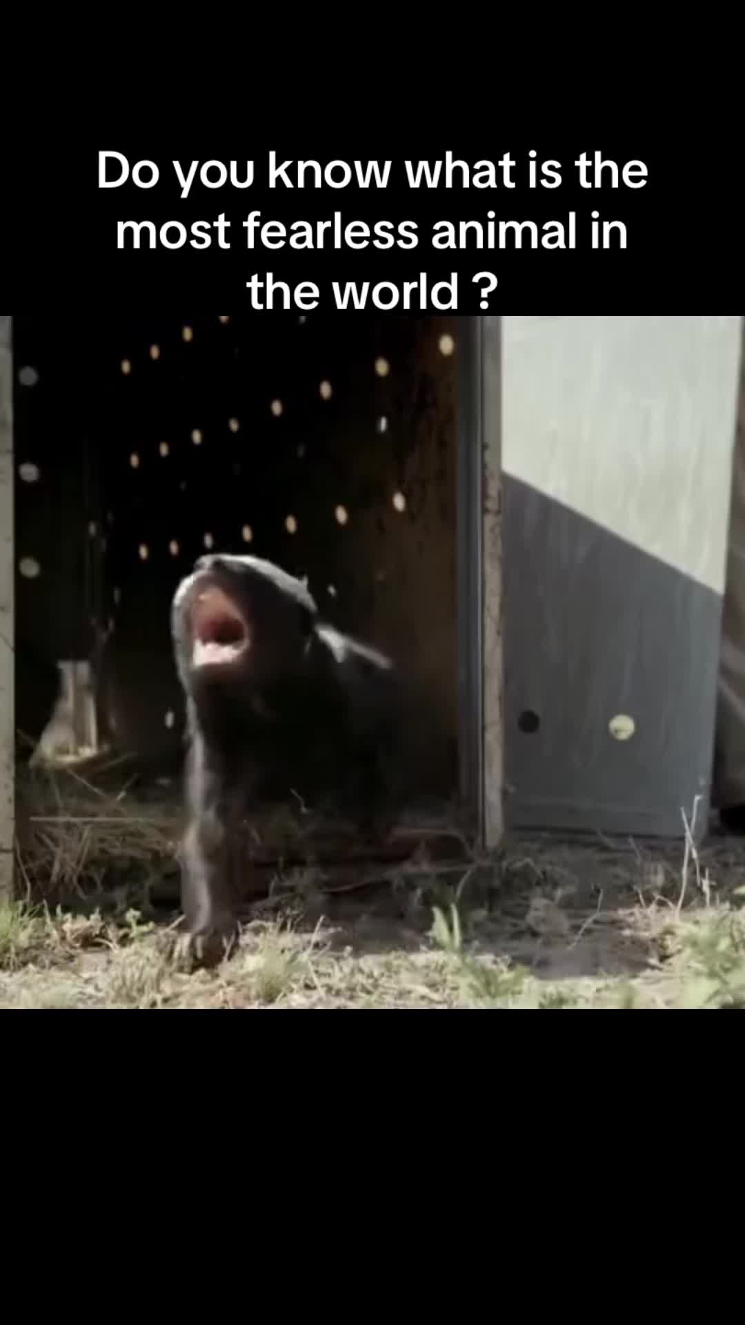 @aboutanimals